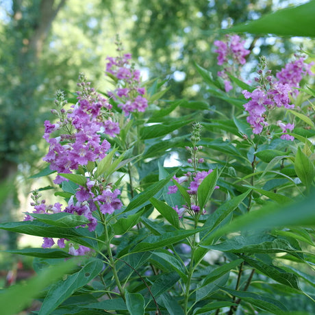 EL NIÑO desert orchid in a pot with purple flowers