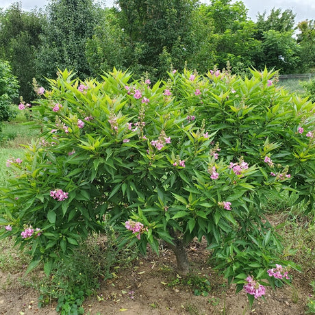 EL NIÑO desert orchid in a pot with pink blooms