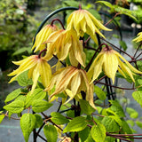 Funyella clematis blooming in a nursery pot