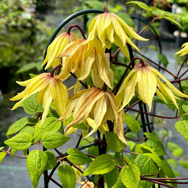 Funyella clematis blooming in a nursery pot