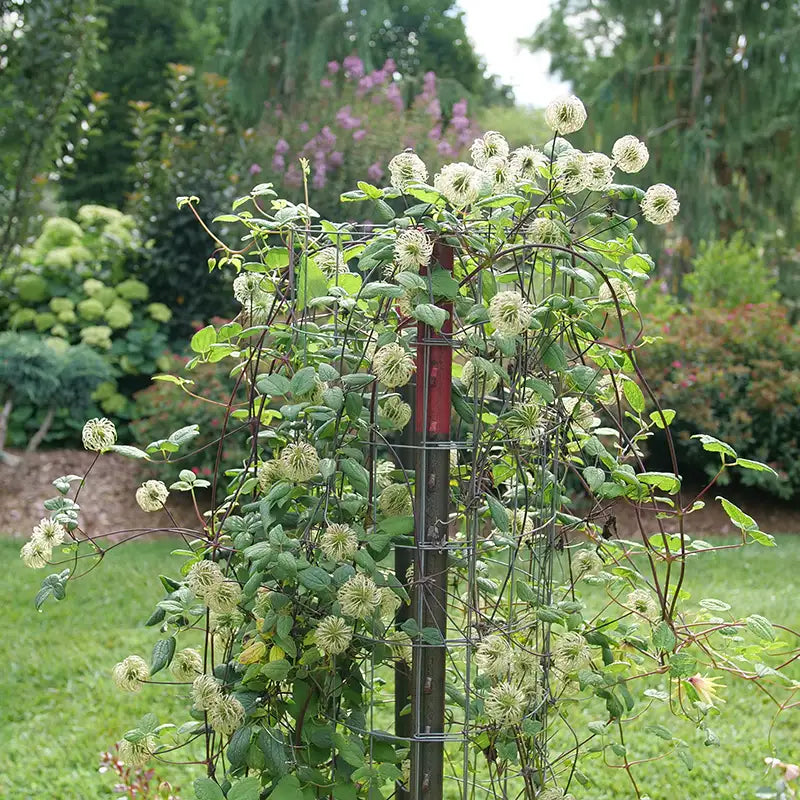 Funyella clematis with purple flowers in a pot