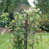 Funyella clematis with purple flowers in a pot
