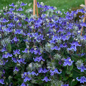 Stand by Me bush clematis with purple flowers in a pot