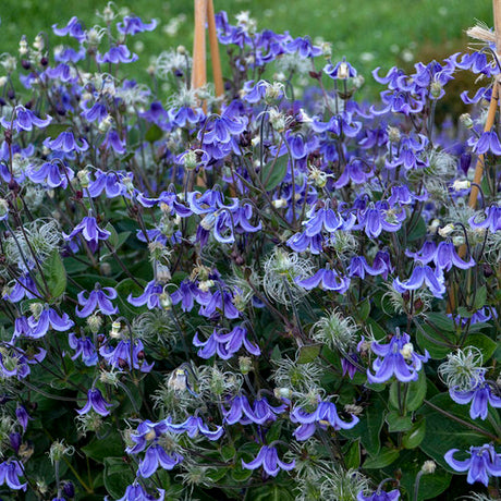 Stand by Me bush clematis with purple flowers in a pot