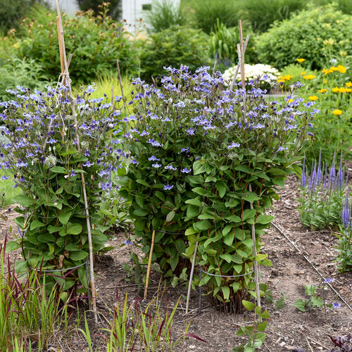 Stand by Me bush clematis in bloom with purple flowers