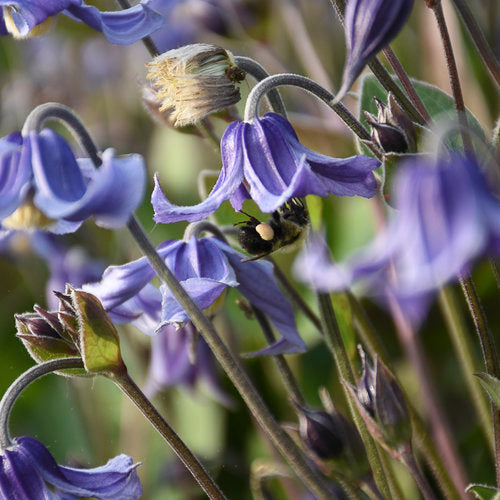 Stand by Me bush clematis with purple flowers in a pot