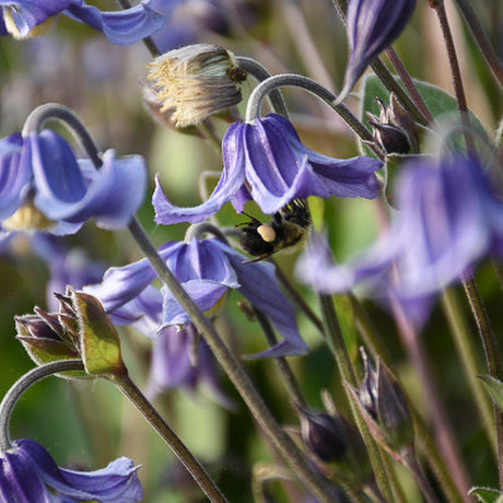 Stand by Me bush clematis with purple flowers in a pot