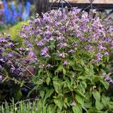 Clematis 'Stand by Me Lavender' | Proven Winners
