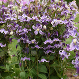 Clematis 'Stand by Me Lavender' | Proven Winners