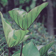 Coffee Cups elephant's ear in a pot with large leaves