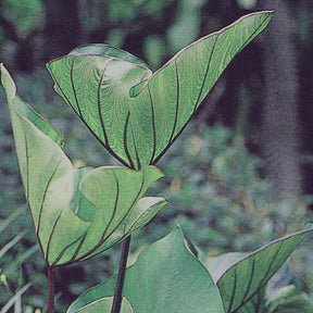 Coffee Cups elephant's ear in a pot with large leaves