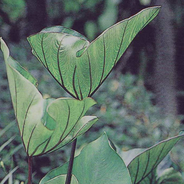 elephant ear plant brown edges Coffee Cups Elephant's Ear Colocasia