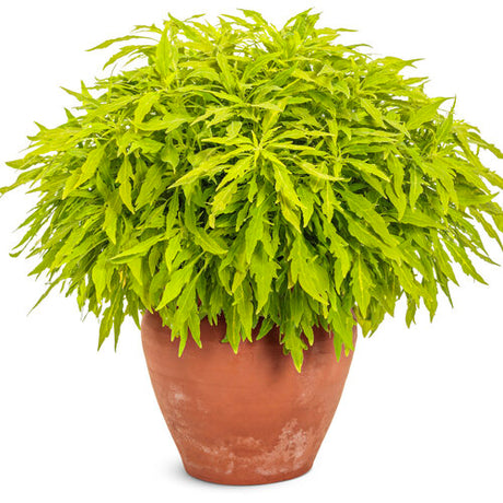 Chartreuse coleus in a small nursery pot