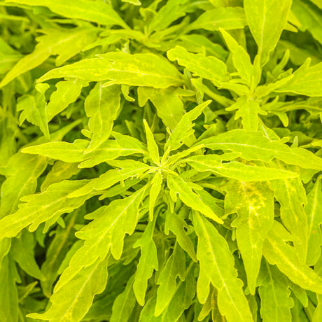 Chartreuse Coleus in a pot with bright lime foliage