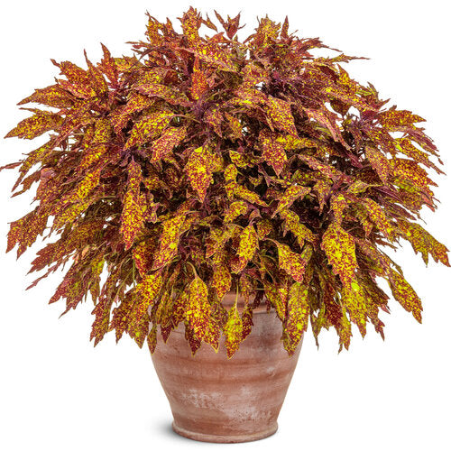 ColorBlaze® Pepper Flakes™ Coleus | Proven Winners