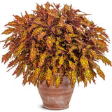 ColorBlaze® Pepper Flakes™ Coleus | Proven Winners