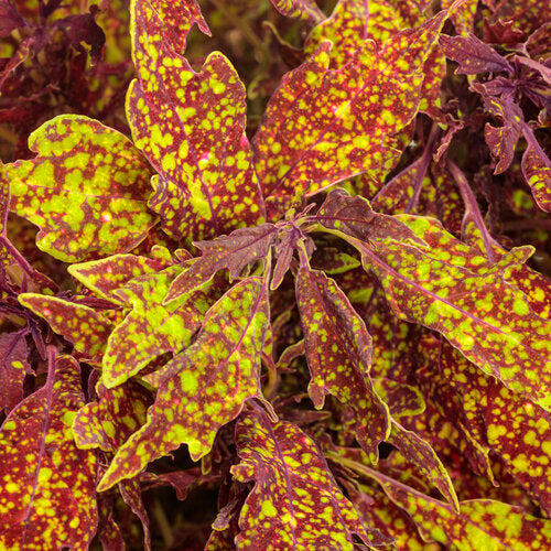 ColorBlaze® Pepper Flakes™ Coleus | Proven Winners