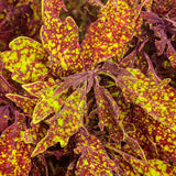 ColorBlaze® Pepper Flakes™ Coleus | Proven Winners