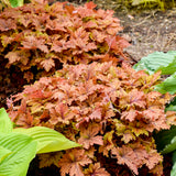 Copper King heucherella with copper-toned leaves in a pot