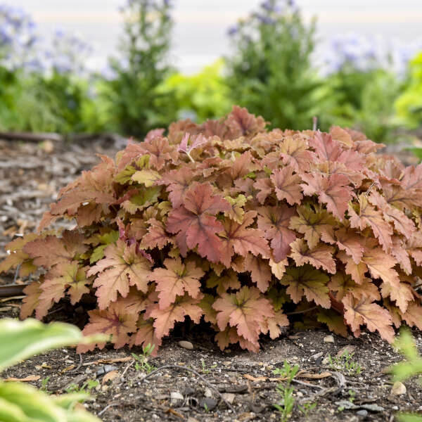 Copper King heucherella in a nursery pot