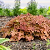 Copper King heucherella in a nursery pot