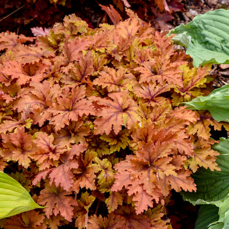 Copper King heucherella with copper-toned leaves in a pot