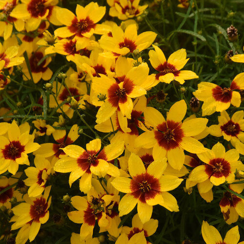 Golden threadleaf coreopsis in bloom with yellow flowers