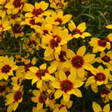 Golden threadleaf coreopsis in bloom with yellow flowers