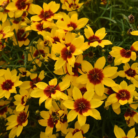 Golden threadleaf coreopsis in bloom with yellow flowers