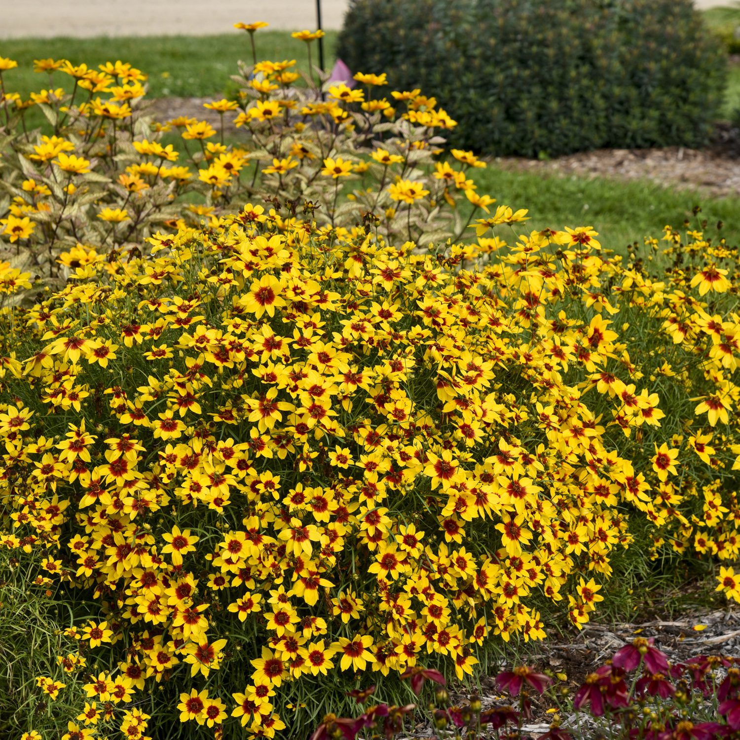 2025 Perennial Collection – Creekside Nursery, Inc 2025 Perennial Collection – Creekside Nursery, Inc