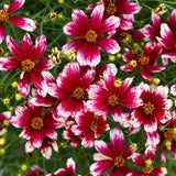 Threadleaf coreopsis Heartstrings with yellow blooms in pot