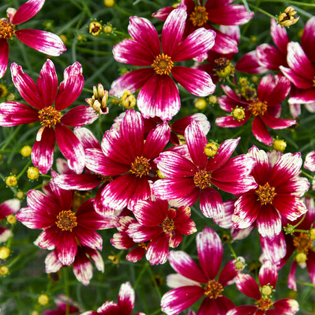 Threadleaf coreopsis Heartstrings with yellow blooms in pot
