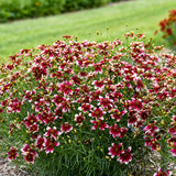 Threadleaf coreopsis 'Heartstrings' with yellow flowers in pot