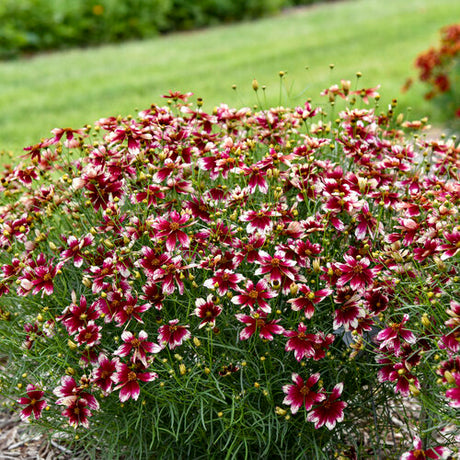 Threadleaf coreopsis 'Heartstrings' with yellow flowers in pot