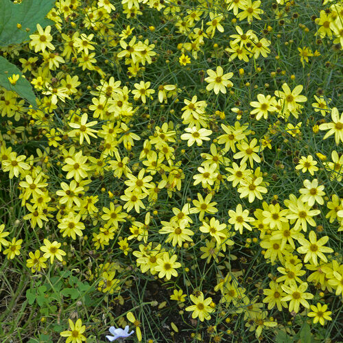 Coreopsis 'Moonbeam' | Proven Winners