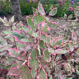 SGT. PEPPER® Tatarian dogwood with white blooms in pot