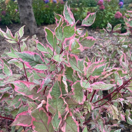 SGT. PEPPER® Tatarian dogwood with white blooms in pot