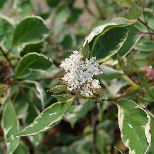 SGT. PEPPER® Tatarian dogwood with white flowers in a pot