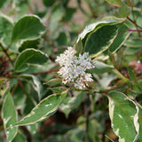 SGT. PEPPER® Tatarian dogwood with white flowers in a pot