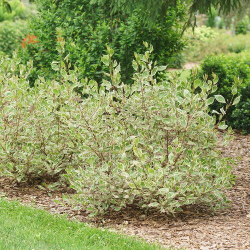 SGT. PEPPER Tatarian dogwood with white flowers and green leaves