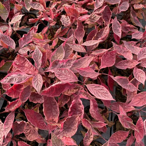 SGT. PEPPER Tatarian dogwood with white flowers and green leaves