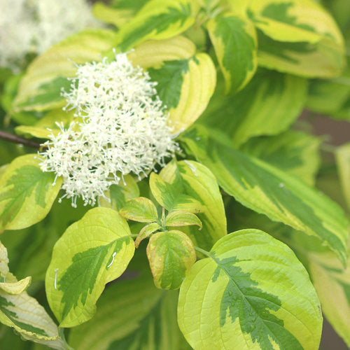 Golden Shadows dogwood-pagoda shrub with layered branches