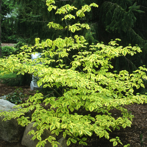 Golden Shadows dogwood-pagoda in a container with layered leaves