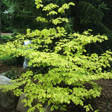 Golden Shadows dogwood-pagoda in a container with layered leaves