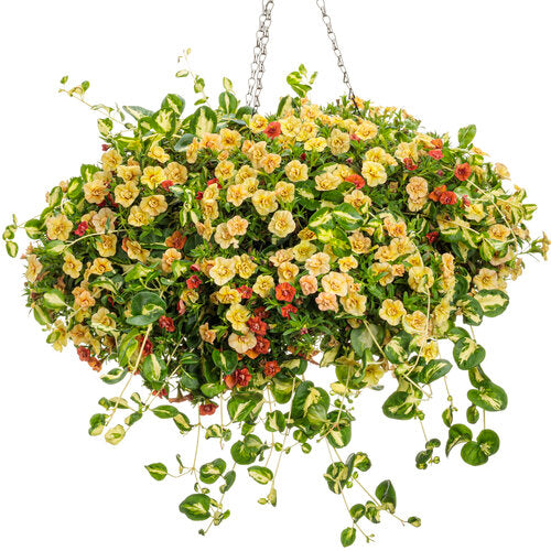 hanging vinca vine plants Wojo's Jem' Vinca Vine – Creekside Nursery, Inc
