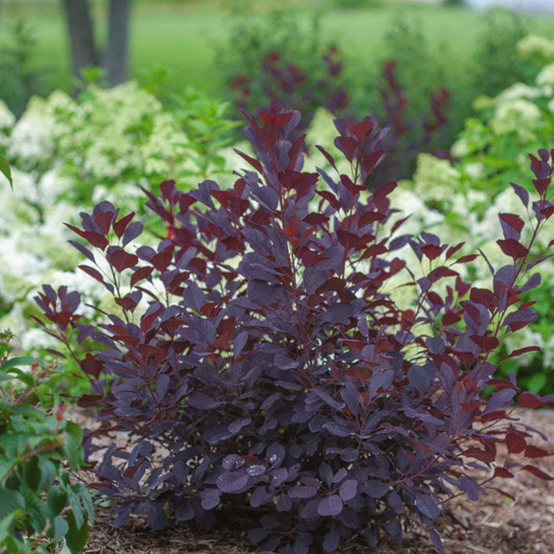 Winecraft Black smokebush in a nursery pot
