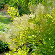 Winecraft Gold smokebush with golden green leaves in a pot