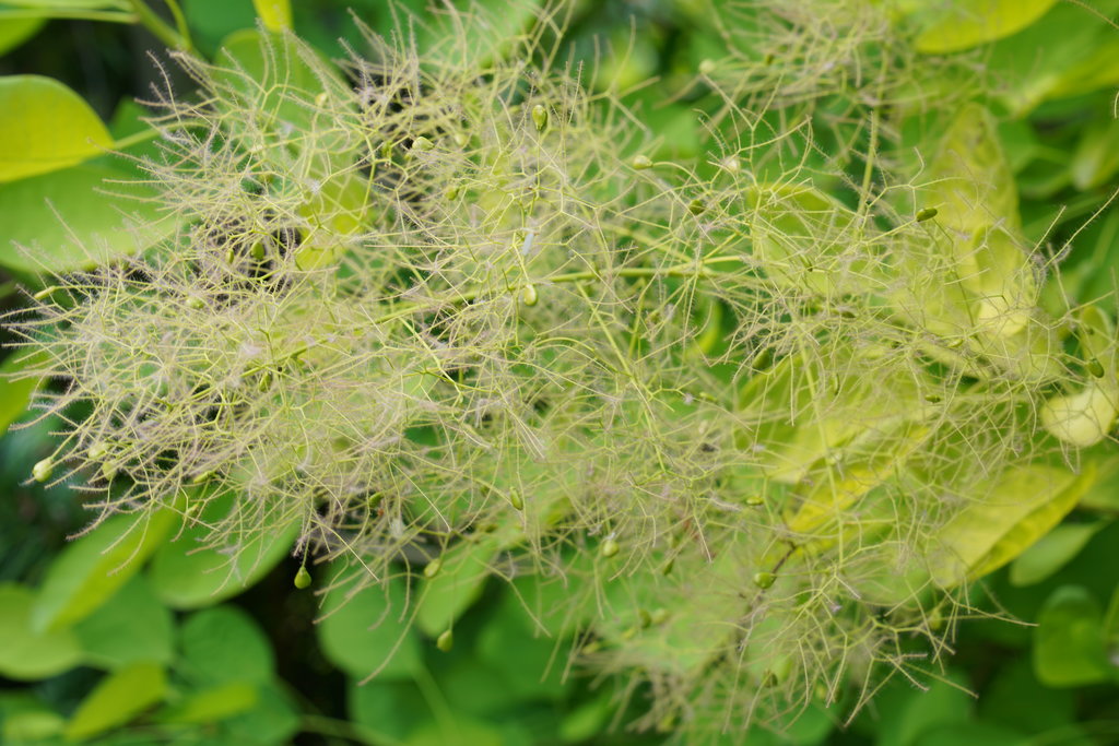 Winecraft Gold smokebush with golden yellow foliage