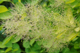 Winecraft Gold smokebush with golden yellow foliage