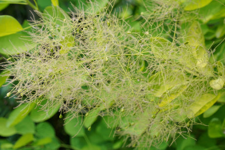 Winecraft Gold smokebush with golden yellow foliage